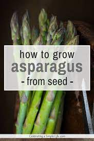 Step By Step Instructions For Growing Asparagus From Seed Gardening Asparagus Seedstarting Seeds Vegetablegar Growing Asparagus Asparagus Plant Asparagus
