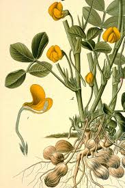 Image result for Arachis hypogaea