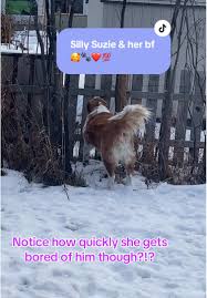 It is so cute though that the little guy loves to come out & see his St  Bernard girlfriend!! 😍🐾❤️ My girls grew up for their first 4 years with a  Dachshund in the house Daisy was our elderly Dachshund ...