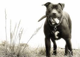 Black And White Pitbull Wallpaper Awesome Backgrounds Amazing Pitbull Images Collection 1920 1080 Pitbull Wallpapers 35 Wallpapers Adorable Wallpapers Pitbulls