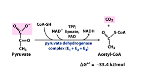 Pyruvic Acid - An Overview | Sciencedirect Topics