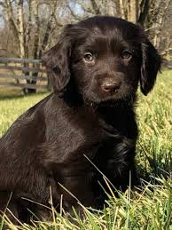 Boykin Spaniel In 2020 Boykin Spaniel Puppies Boykin Spaniel Spaniel Puppies For Sale