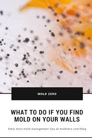 We did not find results for: What To Do If You Find Mold On Your Walls Mold Zero