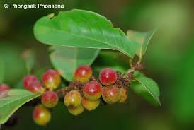 Image result for Bridelia ripicola