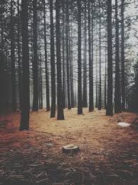 Mourning Woods Danotis Nature Scenery Nature Photography