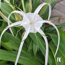 Image result for Micrargeria filiformis