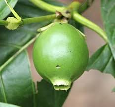 Fruit tree identification guide, tutorial, step by step. Unusual And Exotic Fruit And Nut Plant Seeds From Around The World