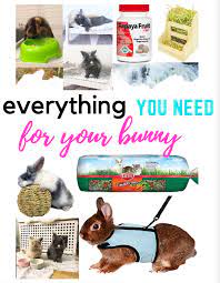 How To Take Care Of Your Rabbit Bunny Care Tips Bunny Care Diy Bunny Toys