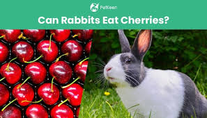 Baby rabbits (under 6 months) should not be given fruits as it may cause diarrhea. Can Rabbits Eat Cherries What You Need To Know Pet Keen