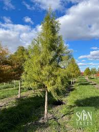 Image result for Taxodium
