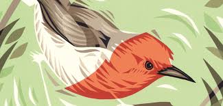 Book Review: Mrs Moreau's Warbler, by Stephen Moss