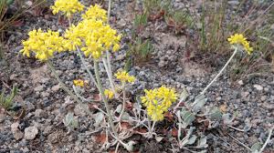 Check spelling or type a new query. Yellowstone Sulphur Flower Yellowstone National Park U S National Park Service