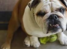 All About English Bulldogs