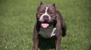 It's fun to name your dog after a famous pooch. Tough Dog Names 200 Strong Powerful Names For Male Dogs