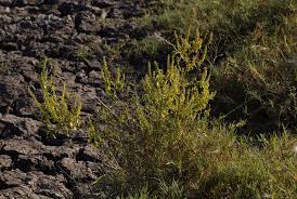 Image result for Basilicum polystachyon