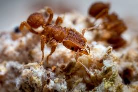 Image result for Arthropteris antun-gupffertiae