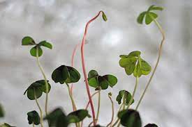 Cu toate acestea, filmul are mai puţin sânge decât saw şi mai puţini morţi decât rambo. Norocul Si L Face Omul Cu Mana Lui Academia De Coaching