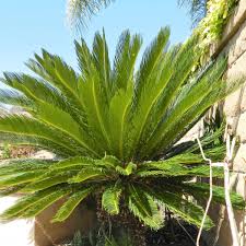 The best way to begin classifying your palm tree is based on the fronds. How To Care For A Sago Palm And Why They Are So Difficult Dengarden