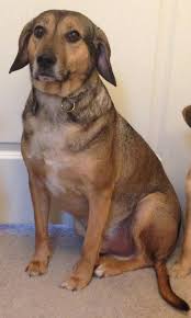 Check poison symptoms, diagnosis & treatments. Palatine Man Sues Pet Boarding Center Over Lost Dog Digger Was Part Of Our Family Palatine Il Patch