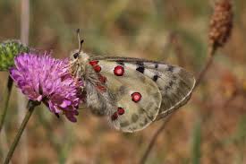 Image result for Parnassius apollo