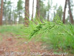 Image result for Bulbostylis ugandensis