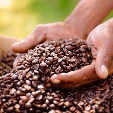 The uganda coffee development authority is a government agency mandated to promote and oversee the coffee industry by supporting research,. Tasty Arabica Coffee Grown In Uganda Best Uganda Coffee