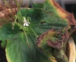 Image result for Streptocarpus umtaliensis