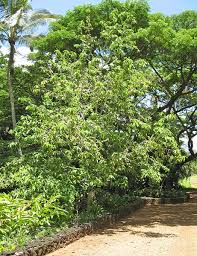 Image result for Magnolia champaca