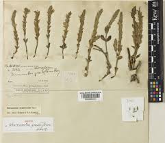 Image result for Neuracanthus decorus