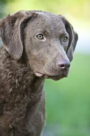 If so click here to browse all of our adorable puppies ready to find a new home. Untitled Labrador Retriever Puppy Dog Pictures Retriever