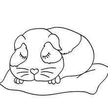 Gerbil cute and cuddly wheek sounds for adults relaxation art large creativity grown ups. Kawaii Guinea Pig Coloring Page Novocom Top