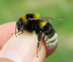 Image result for Bombus ruderatus