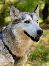 Husky (comparative huskier, superlative huskiest). Siberian Husky Wikipedia