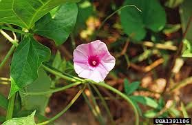 Image result for Ipomoea wightii