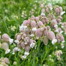 Image result for Silene