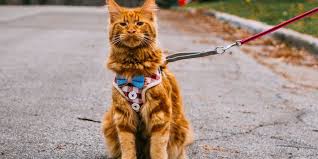 Memilih makanan semula jadi untuk maine coons, perlu diingat bahawa haiwan makanan yang boleh diberikan hanya dalam bentuk mentah, direbus atau dikukus. Maine Coon Seekor Kucing Besar Dan Cantik Netral News