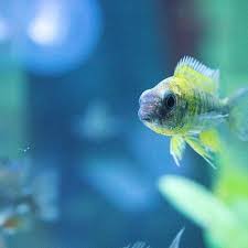 Alternative Fish Food With Images Betta Fish Tank Nature Aquarium Freshwater Aquarium