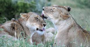 Los leones son mamíferos carnívoros de la familia de los felinos. Leon