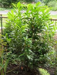 A dense, evergreen shrub when planted in a mass makes an excellent screen or hedge. Prunus Laurocerasus West Coast Schipkaensis Kiefer Nursery Trees Shrubs Perennials