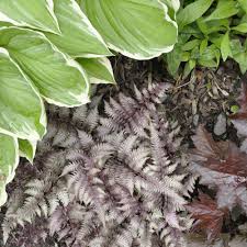 Perfect Companion Plants For Hosta The Home Depot