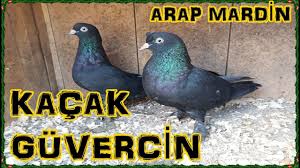 Kacak Guvercin Arap Mardin Youtube