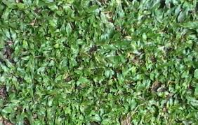 Sebenarnya ada banyak macam macam rumput yang tumbuh di indonesia tetapi pada artikel ini kita akan lebih membahas tentang macam macam biasanya rumput ini di tanam dengan tujuan untuk menutupi tanah yang kosong yang tidak atau belum di tumbuhi tumbuhan dan juga untuk menambah. Macam Macam Rumput Liar Hias Dilengkapi Gambar Rumput Hd