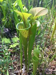 Image result for Callitriche oreophila