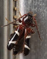 Image result for Sclerochiton nitidus