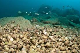 Image result for Thesium unyikense