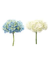 Shopping for flowers online can be a hassle with so many different options to choose from. Market Wholesale Hydrangea In Fort Myers Fl Fort Myers Florist