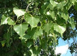 Image result for Populus deltoides