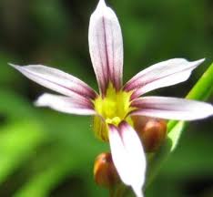 Image result for Sisyrinchium micranthum