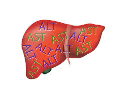 Bu enzim serum glutamik pirüvik transaminaz(sgpt) olarak ya da alanin transferaz. Alt Liver Function Test Viral Hepatitis And Liver Disease