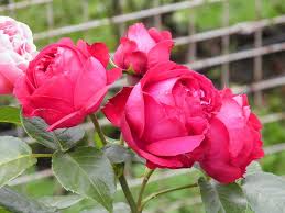 Top 10 Most Beautiful Roses In The World 7 Red Eden Beautiful Roses Most Beautiful Flowers Beautiful Flowers